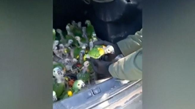 Argentina, la gendarmeria trova cento pappagalli nel bagagliaio di un’auto