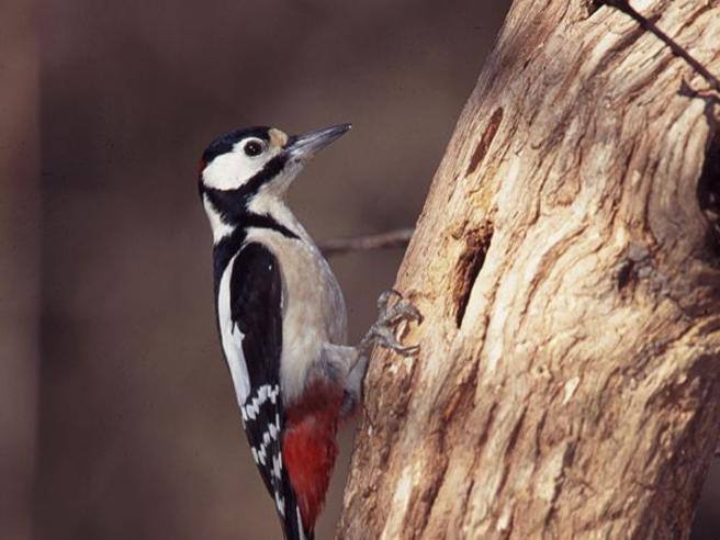 Parco del Lura, la vita degli animali (dai cervi agli
