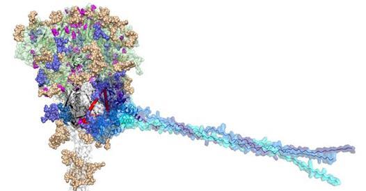 I segreti di Mbl, la molecola chiave dell’immunità innata anti-Covid