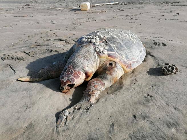 «Morte 15 tartarughe in un solo mese»: l’area marina di