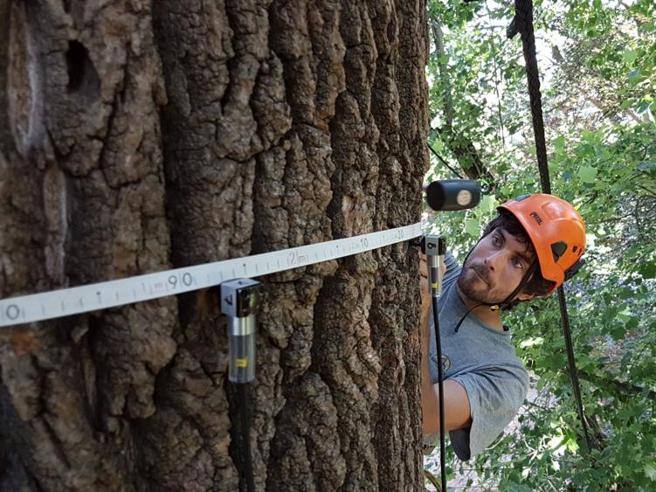 Lorenzo La Rosa, lo scalatore di alberi: «Così li curo,