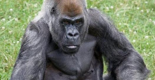 È morto il gorilla più vecchio del mondo: addio a