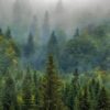 Futuro24 Scienziati: foreste e biodiversità