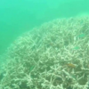 In Australia i coralli stanno perdendo il colore: il peggior evento di sbiancamento di sempre