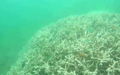 In Australia i coralli stanno perdendo il colore: il peggior evento di sbiancamento di sempre