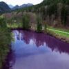 Un lago in Germania è diventato viola, turisti in coda per fotografare il "fenomeno scientifico"