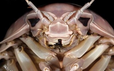 Scoperto il Darth Vader dei mari, è un crostaceo gigante