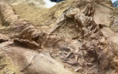 In Perù è stato trovato un antenato dello squalo bianco risalente a 9 milioni di anni fa