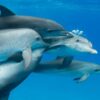 Decifrare il linguaggio dei delfini con l'AI: ecco DolphinGemma, il nuovo modello Google
