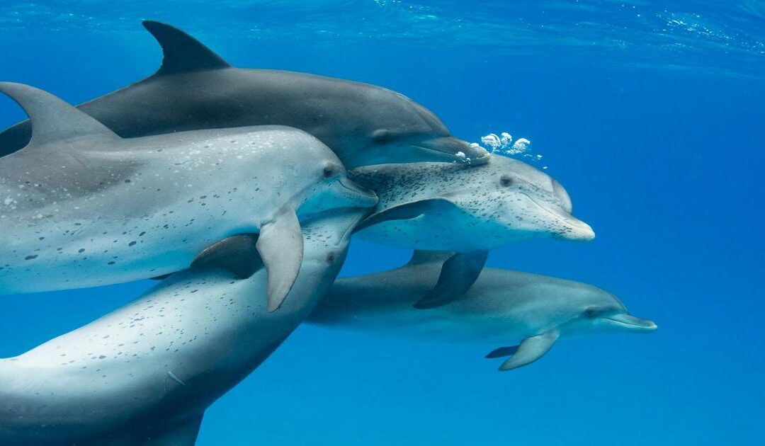 Decifrare il linguaggio dei delfini con l’AI: ecco DolphinGemma, il nuovo modello Google