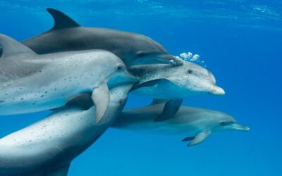 Decifrare il linguaggio dei delfini con l’AI: ecco DolphinGemma, il nuovo modello Google