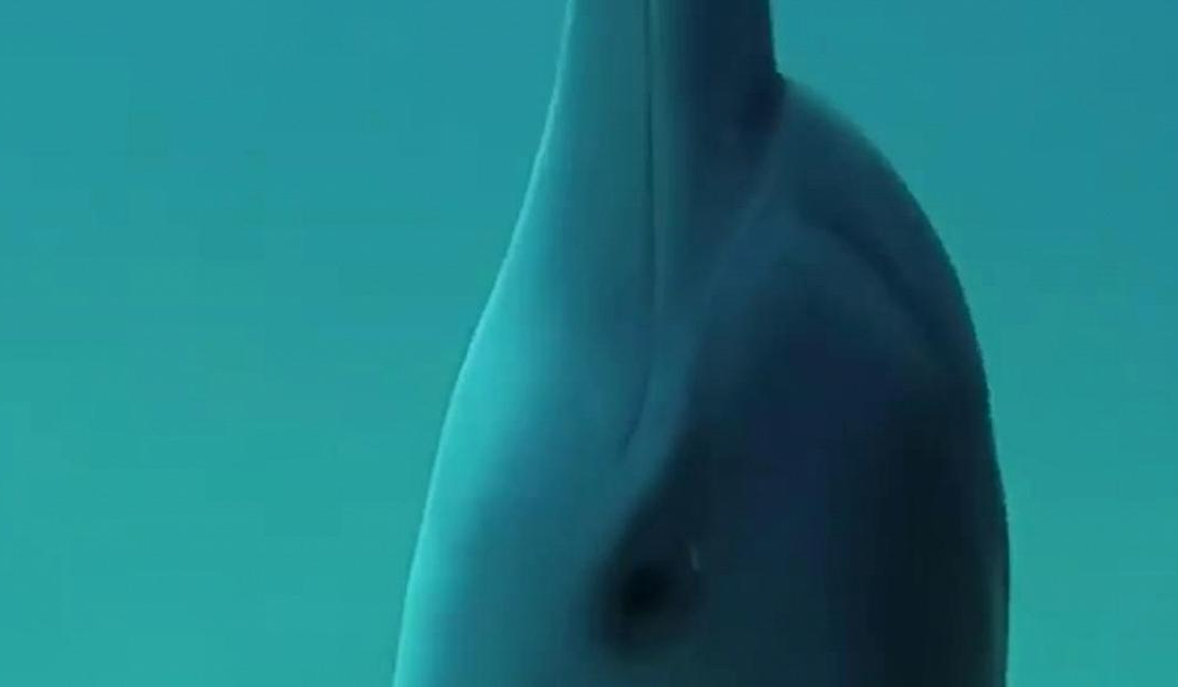 L’AI per studiare il linguaggio dei delfini: Google presenta DolphinGemma