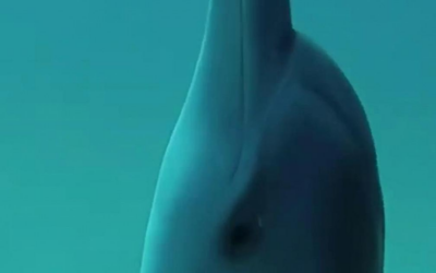 L’AI per studiare il linguaggio dei delfini: Google presenta DolphinGemma
