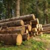 Made in Italy: Urso, 25 mln per filiera del legno e vivaistica forestale