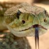 Pronto il super antidoto contro il veleno di 19 serpenti letali: uomo morso ha donato anticorpi