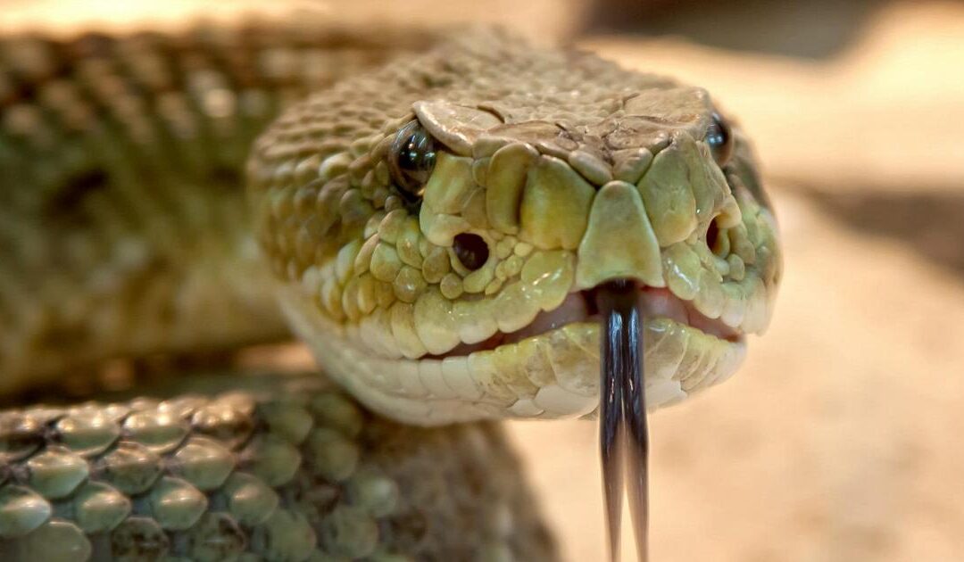 Pronto il super antidoto contro il veleno di 19 serpenti letali: uomo morso ha donato anticorpi