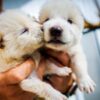Torna in vita il metalupo, dopo 10mila anni ecco i due cuccioli di enocione