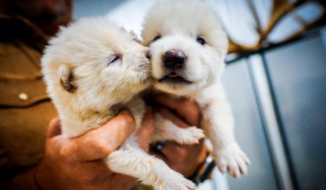Torna in vita il metalupo, dopo 10mila anni ecco i due cuccioli di enocione