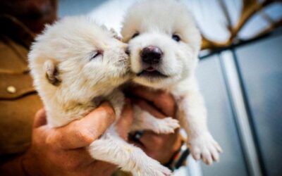Torna in vita il metalupo, dopo 10mila anni ecco i due cuccioli di enocione