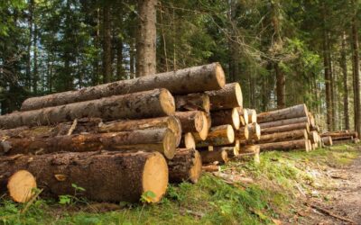 Filiera del legno e imprese boschive, apertura sportello 15 maggio