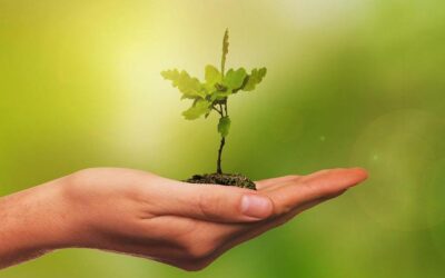 Futuro24 estate: progetti di ricerca amici dell’ambiente