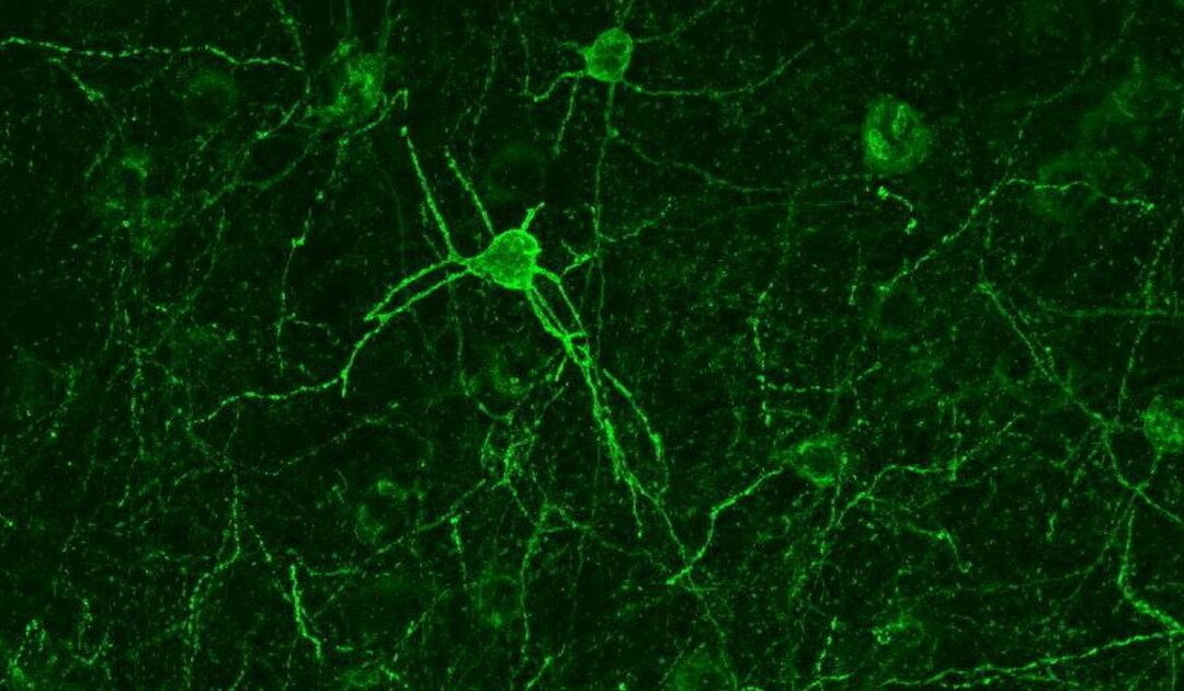 I segreti dell’empatia risiedono nel cervello