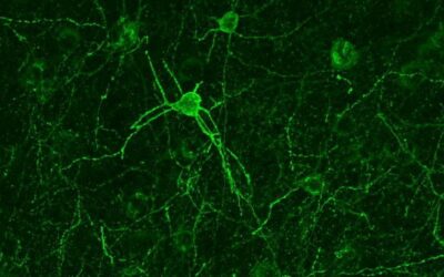 I segreti dell’empatia risiedono nel cervello