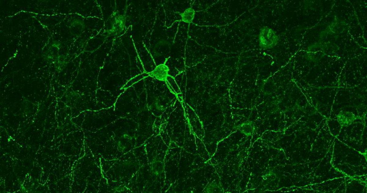 I segreti dell'empatia risiedono nel cervello