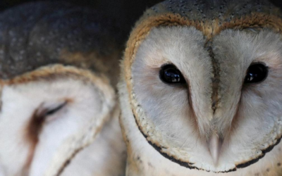Stop a stress da tag e telecamere: l’AI conta i pulcini di barbagianni riconoscendoli dal verso