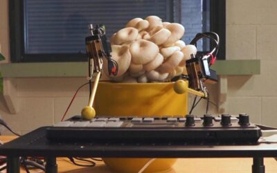 Piante e funghi in concerto: suonano gli strumenti con i segnali bioelettrici