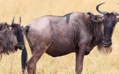Che fine hanno fatto gli gnu? L’intelligenza artificiale svela il mistero della Grande Migrazione