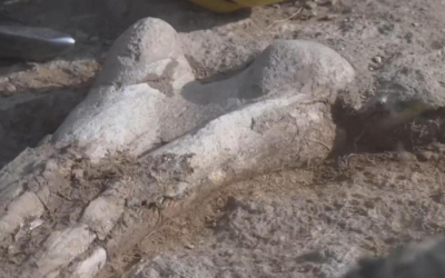 Ossa di un dinosauro spuntano dal deserto: paleontologi argentini scoprono rari fossili in Patagonia