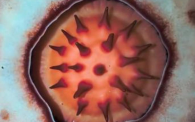 Ecco la pianta cadavere: puzza di carne putrefatta ed è rarissima