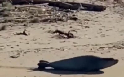 Il “mistero” della foca monaca in Romagna: come è arrivata