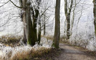 Oggi è il solstizio d’inverno: il giorno più corto dell’anno e l’inizio dell’inverno astronomico