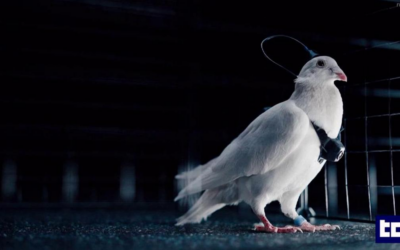 Una startup russa sta testando piccioni-droni e progetta la riprogrammazione umana (degli ucraini)