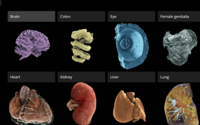 Dalle cellule agli organi e viceversa: è lo Human Organ Atlas, atlante online del corpo umano in 3d