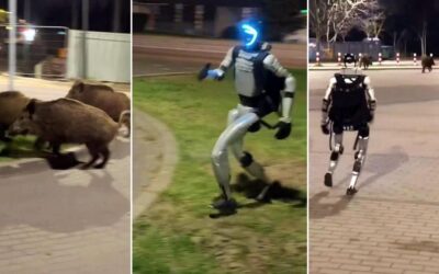 Polonia, robot umanoide scaccia cinghiali a Varsavia