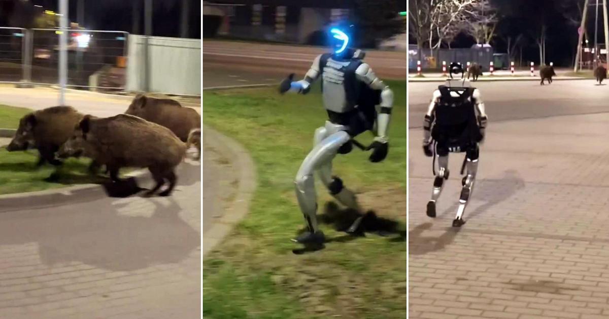 1776173714820_ROBOT_CINGHIALI_VARSAVIA.jpg Polonia, robot umanoide scaccia cinghiali a Varsavia