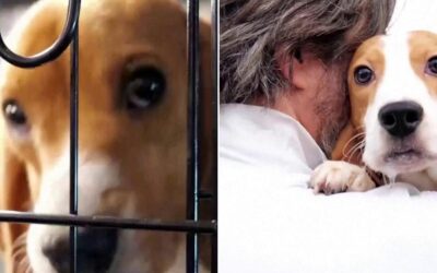 Usa, 1.500 beagle liberati dal centro di ricerca: per i cani inizia il viaggio verso una nuova vita