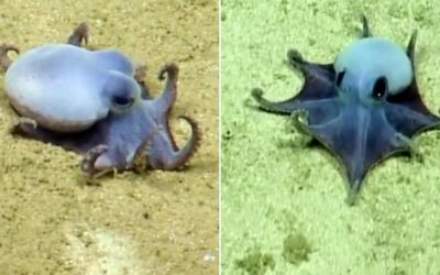 Dagli abissi delle Galápagos emerge una nuova specie: un minuscolo polpo blu