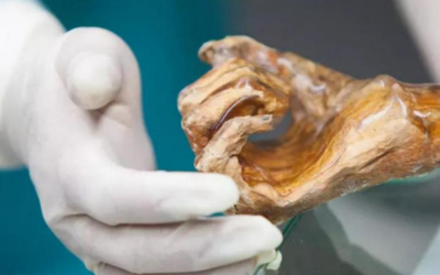 Mappato il microbioma di Ötzi l’uomo dei ghiacci. La scoperta: super lieviti resistenti al freddo