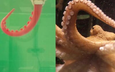 Dal tentacolo del polpo nasce il robot italiano del futuro: sente, afferra e lavora sott’acqua