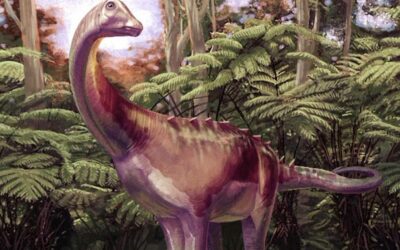Dimenticato per 40 anni in un cassetto: era l’osso di un raro dinosauro dell’Antartide
