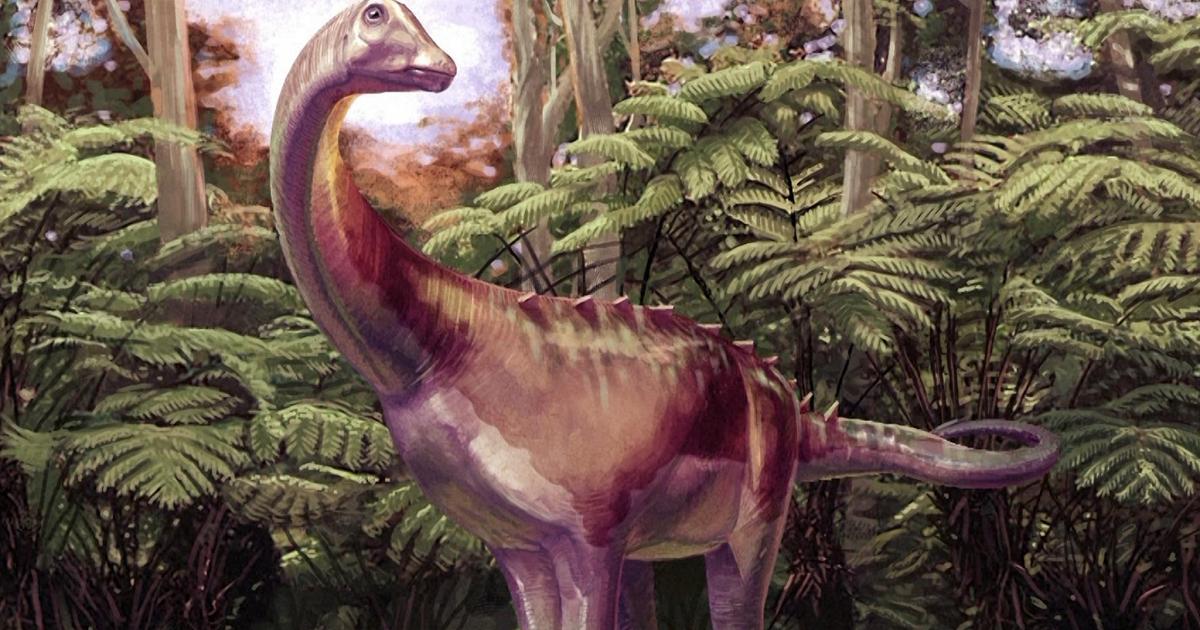 1783436706036_vlcsnaphms.jpg Dimenticato per 40 anni in un cassetto: era l'osso di un raro dinosauro dell'Antartide