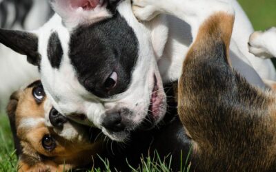 I cani imparano a distinguere le parole come gli umani